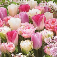 Ambiente Pink Tulips Serviettes