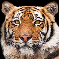 Ambiente Bengal Tiger Serviettes