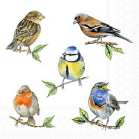 Kitchen Tea Towel - 'Bird Species' by Ambiente