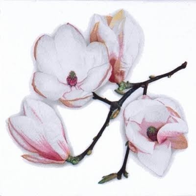 White Magnolia Serviettes